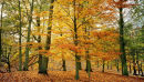 autumn knole